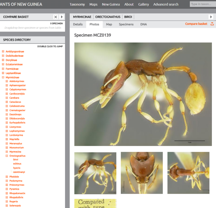 Ants of New Guinea