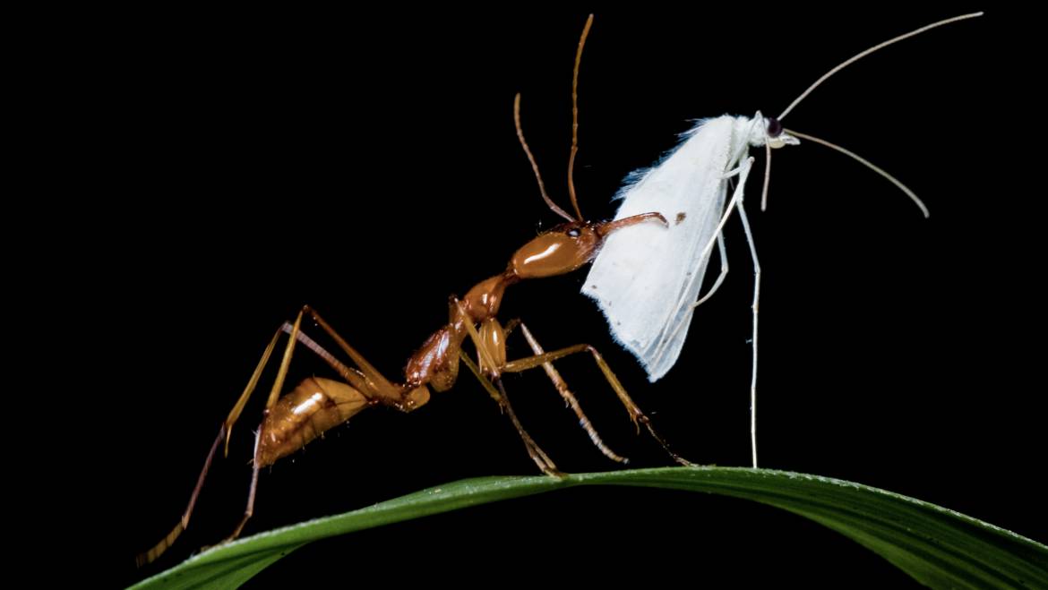 Our new study reveals evolutionary cycles of ants